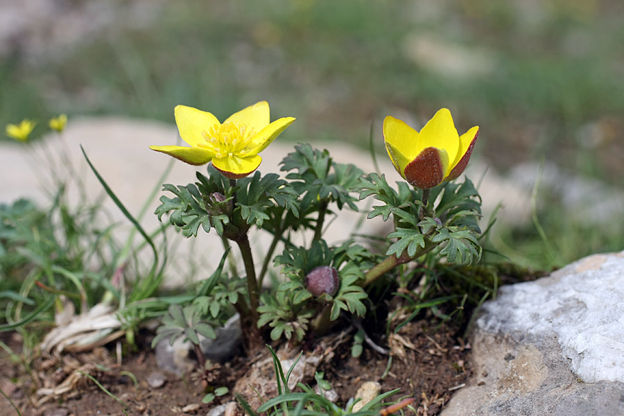 Изображение особи Anemone petiolulosa.