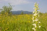 Platanthera bifolia