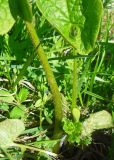 Brunnera sibirica