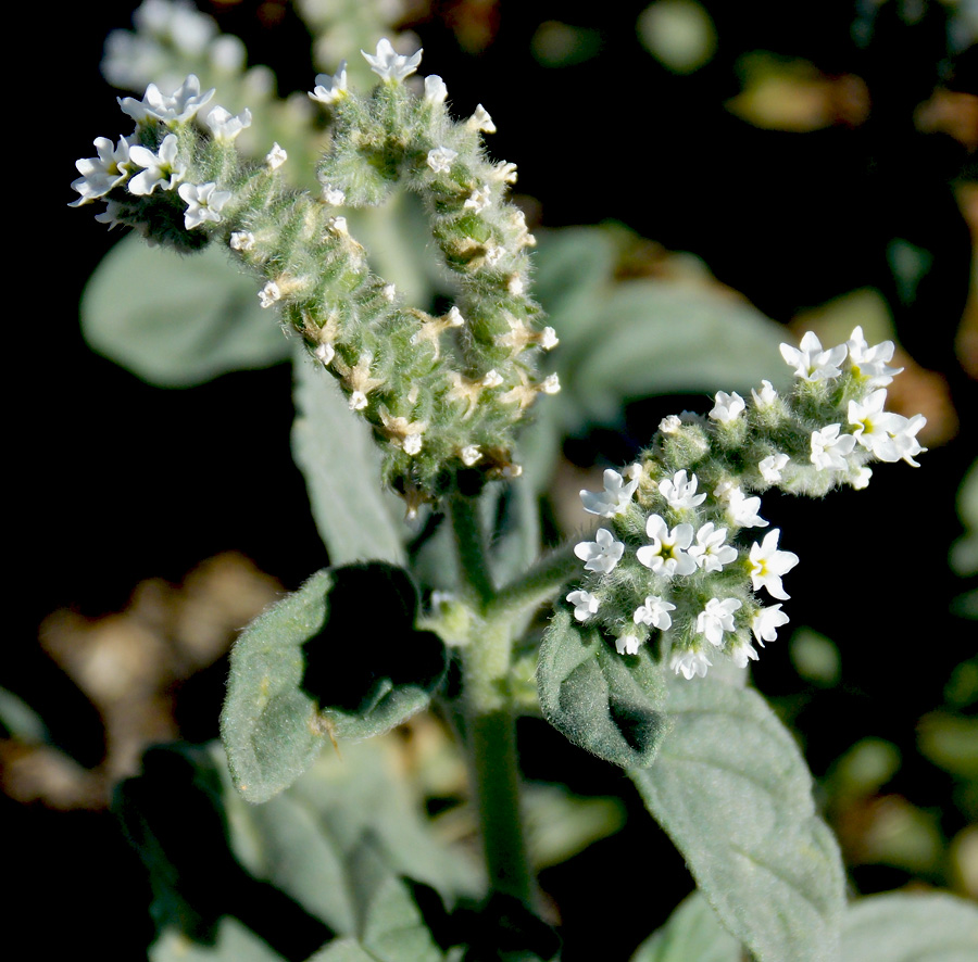 Изображение особи Heliotropium ellipticum.