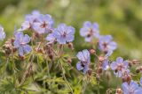 Geranium kemulariae