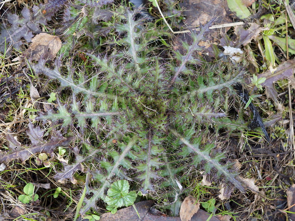 Изображение особи Cirsium palustre.