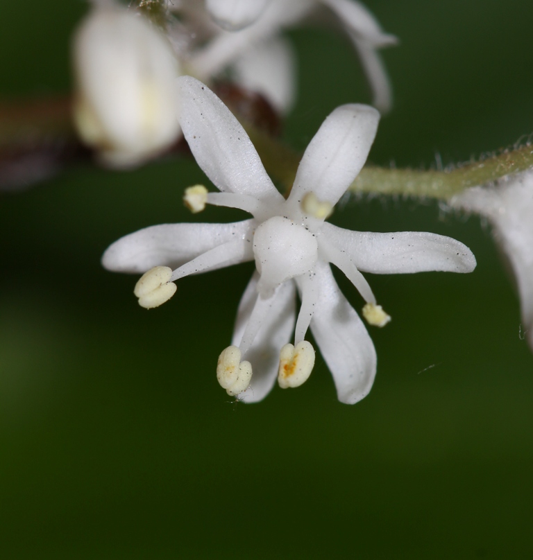 Изображение особи Smilacina hirta.