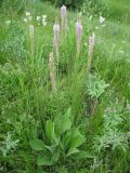 Plantago urvillei. Цветущее растение. Украина, Черкасская обл., Маньковский р-н, с. Буки, Букский каньон, остепнённый луговой склон. 11.06.2016.