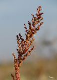 Suaeda corniculata