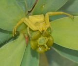 Euphorbia balsamifera. Пестичный циаций с подстерегающим добычу пауком-бокоходом. Испания, автономное сообщество Канарские острова, о-в Фуэртевентура, провинция Лас Пальмас, муниципалитет Ла Олива, пос. Эль Котильо, сквер, местный вид, используемый в озеленении. 12.03.2016.