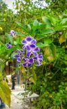 Duranta erecta