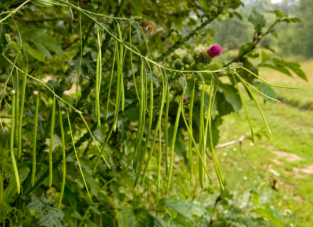 Image of Arabis pendula specimen.