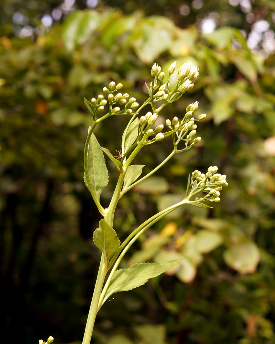 Изображение особи Doellingeria scabra.