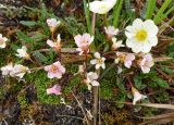 Diapensia obovata. Отцветающие растения среди Dryas punctata. Чукотка, Пегтымельский хребет, верховье реки Гытолькыль (приток реки Пегтымель), тундра. 21.07.2014.