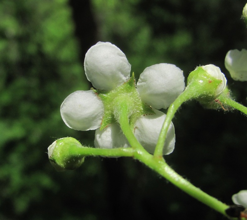 Изображение особи Sorbus torminalis.