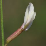 Astragalus ucrainicus. Цветок. Ростовская обл., Неклиновский р-н, Фёдоровское с/п, дол. р. Мокрый Еланчик, на каменистом склоне. 19.05.2017.