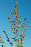 Artemisia vulgaris