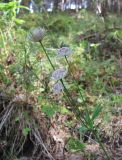 Astrantia trifida