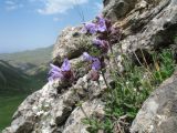 Dracocephalum oblongifolium. Цветущее растение. Южный Казахстан, Таласский Алатау, запов. Аксу-Жабаглы, верховья ущ. Кши-Каинды, 2370 м н.у.м., скалистый склон сев.-зап. экспозиции. 12 июня 2017 г.