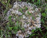 genus Peltigera. Слоевище на почве. Коми, Княжпогостский р-н, долина реки Ропча, ручей Дюкачева, сухой низкотравный луг. 23.06.2012.