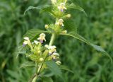 Galeopsis speciosa. Верхняя часть цветущего растения. Камчатка, г. Елизово, долина р. Авача, луг. 17.08.2016.