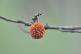 Broussonetia papyrifera. Соплодие. Китай, провинция Хунань, Сянси-Туцзя-Мяоский автономный округ, окр. г. Фэнхуан, окр. Южной Китайской стены. 09.10.2017.