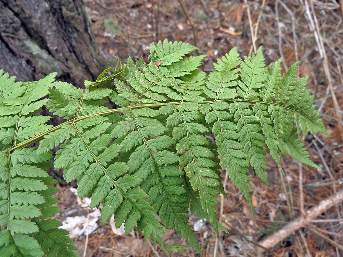 Изображение особи Dryopteris carthusiana.