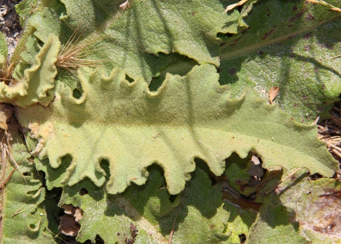 Изображение особи Verbascum sinuatum.