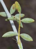 Astragalus chodshenticus. Лист (нижняя сторона). Узбекистан, Ташкентская обл., Бекабадский р-н, Дальверзинская степь, закрепленные пески между населенными пунктами Чанак и Авангард. 14.07.2018.