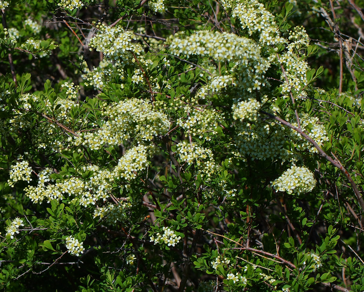 Изображение особи Spiraea hypericifolia.