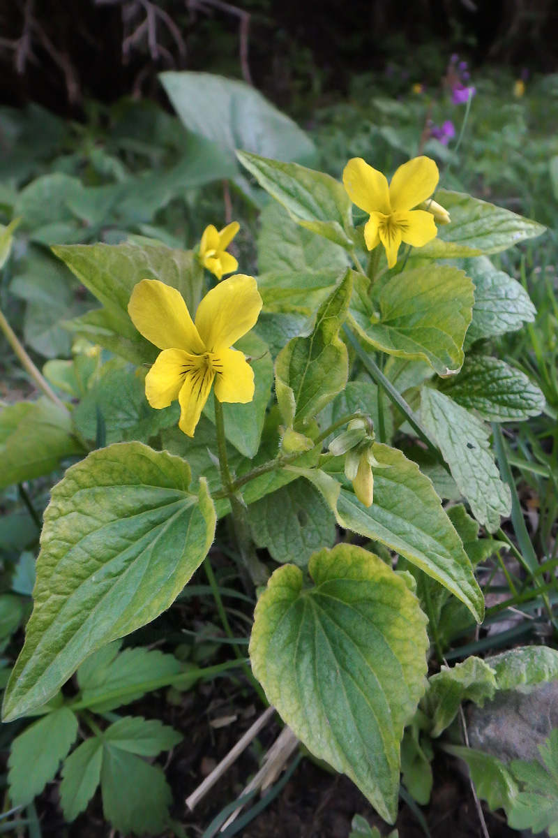 Изображение особи Viola acutifolia.