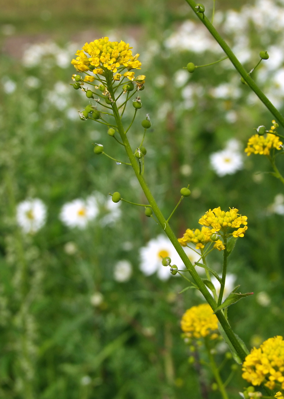 Изображение особи Neslia paniculata.