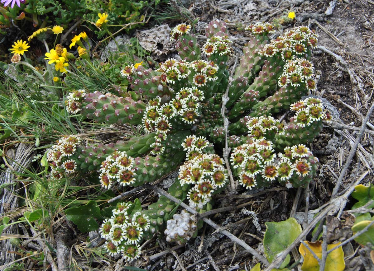 Изображение особи Euphorbia caput-medusae.