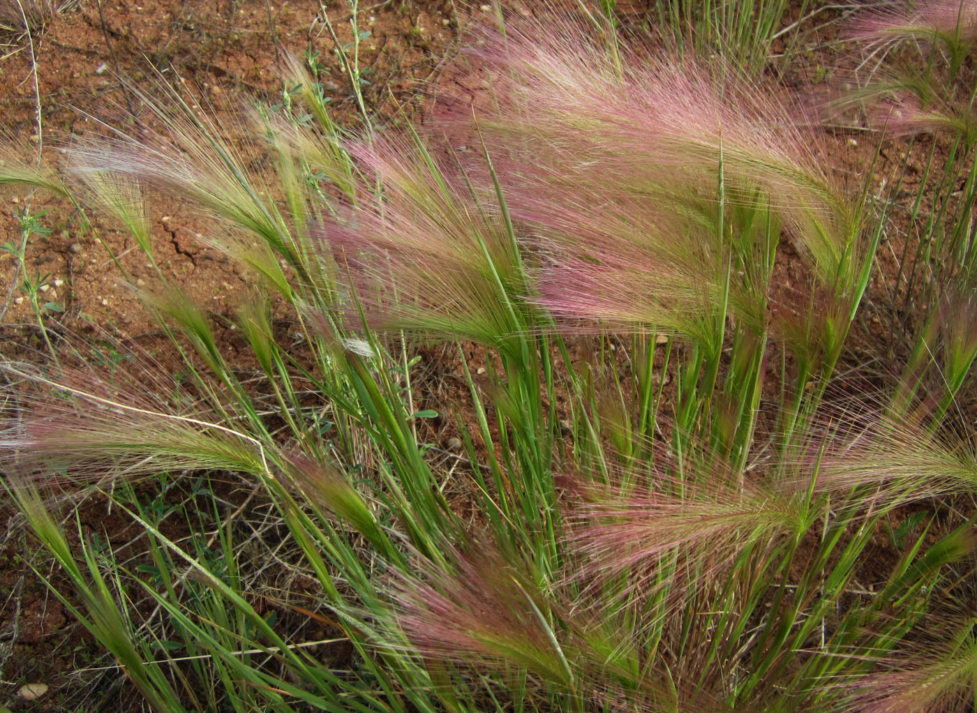 Image of Hordeum jubatum specimen.