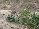 Cerastium holosteoides