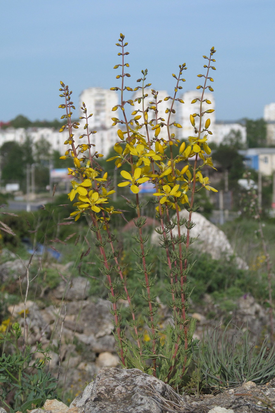 Изображение особи Hypericum elongatum.