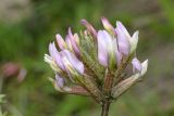 Astragalus fedtschenkoanus. Соцветие. Узбекистан, Джизакская обл., Зааминский р-н, Зааминский национальный парк, травянистый склон. 27.04.2019.