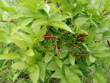 Lathyrus vernus