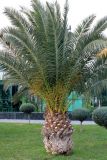 Phoenix canariensis