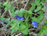 Scutellaria strigillosa