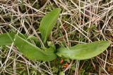 Dactylorhiza incarnata