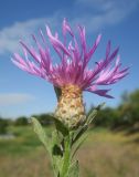 Centaurea подвид substituta