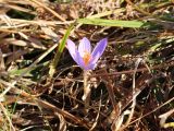 Crocus speciosus. Цветущее растение. Краснодарский край, Туапсинский р-н, гора Семашхо, луговая растительность на опушке широколиственного леса. 04.10.2020.