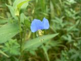 Commelina communis