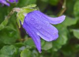 Campanula argunensis