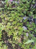 Potentilla reptans