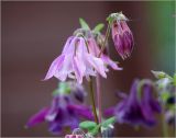 Aquilegia vulgaris