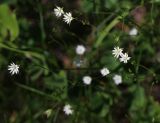 Stellaria filicaulis