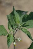 Solanum nigrum