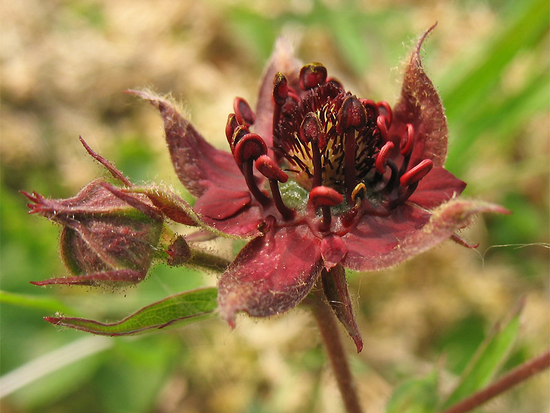 Image of Comarum palustre specimen.