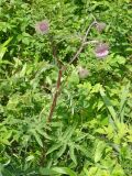 Cirsium charkeviczii