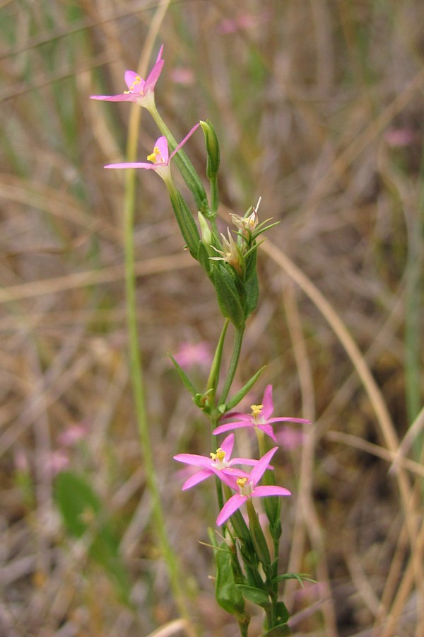 Image of Centaurium pulchellum specimen.