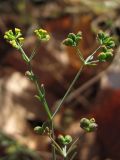 Bupleurum marschallianum