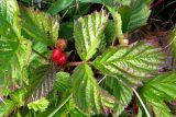 Rubus saxatilis